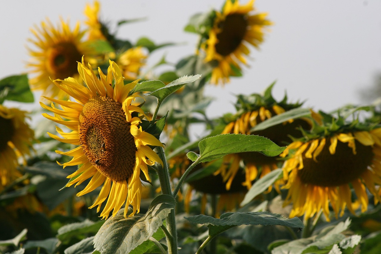 Close-up of bright yellow sunflowers with dark centers in a green field, facing different directions under sunlight